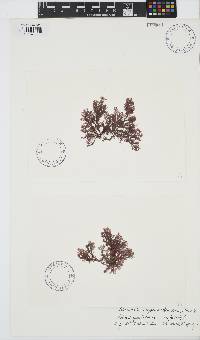 Plumaria plumosa image