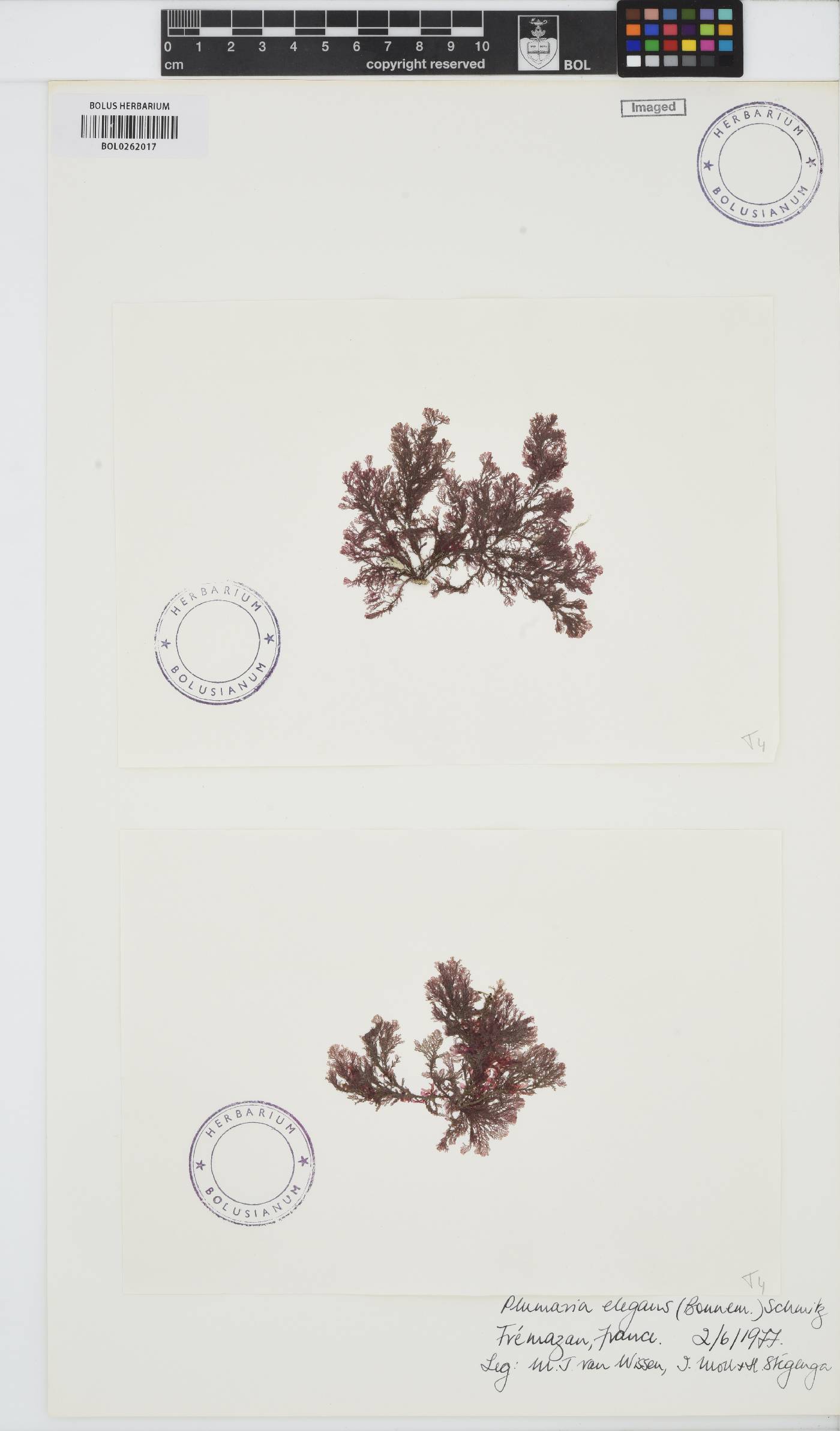 Plumaria image
