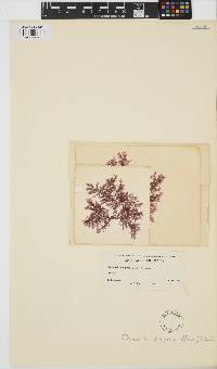 Plumaria plumosa image