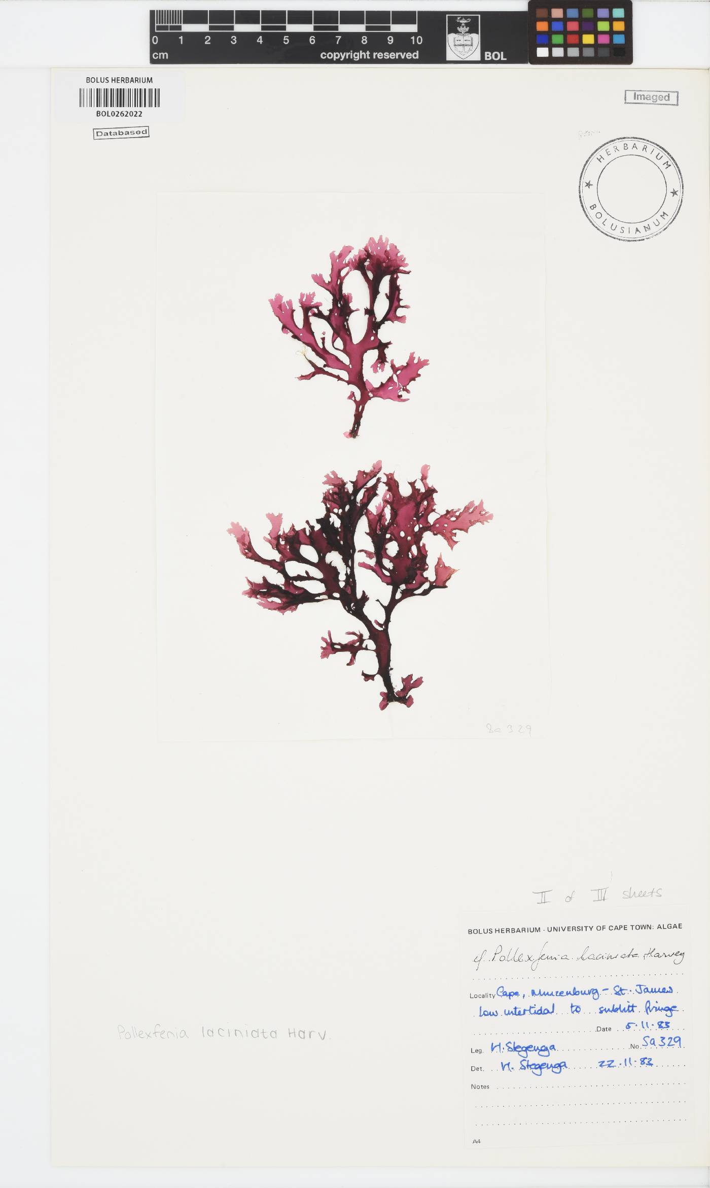 Papenfussia laciniata image