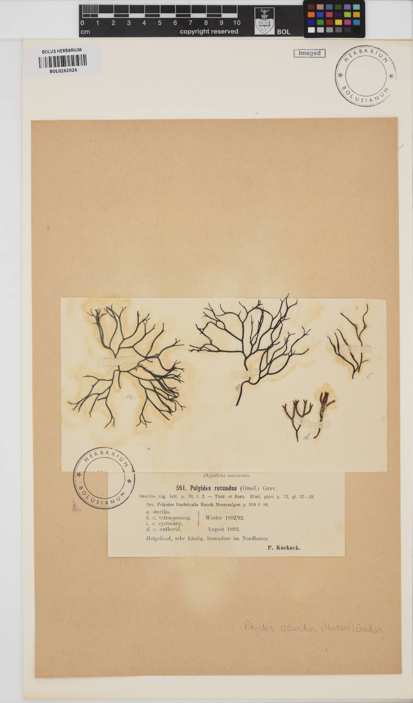 Polyides rotundus image