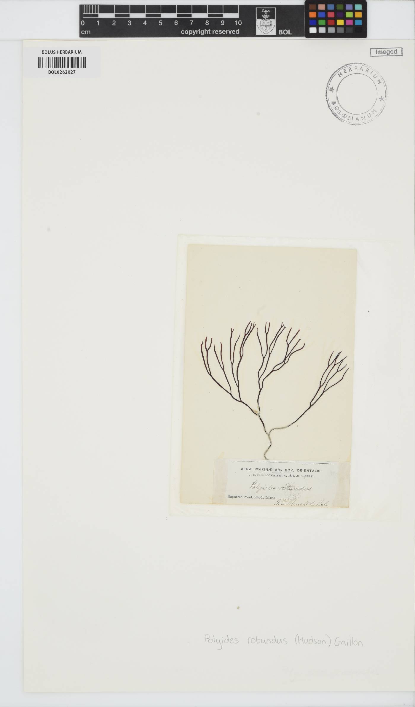 Polyidaceae image
