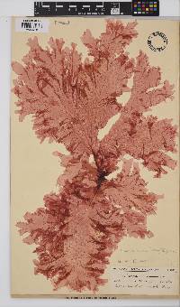 Polyneura venosa image