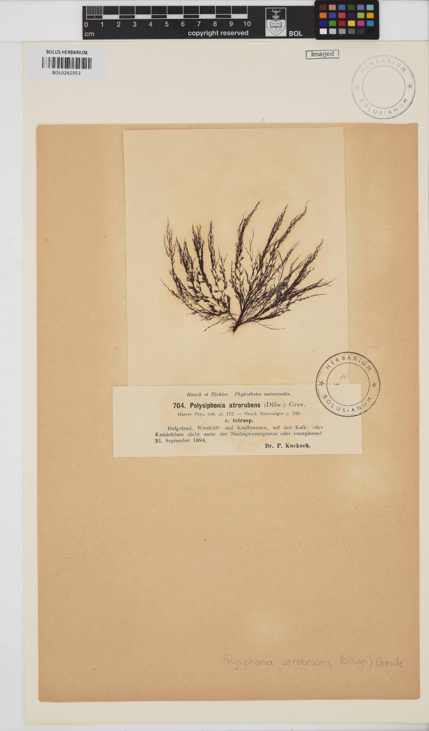 Vertebrata nigra image