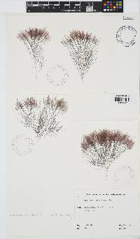 Image of Carradoriella denudata