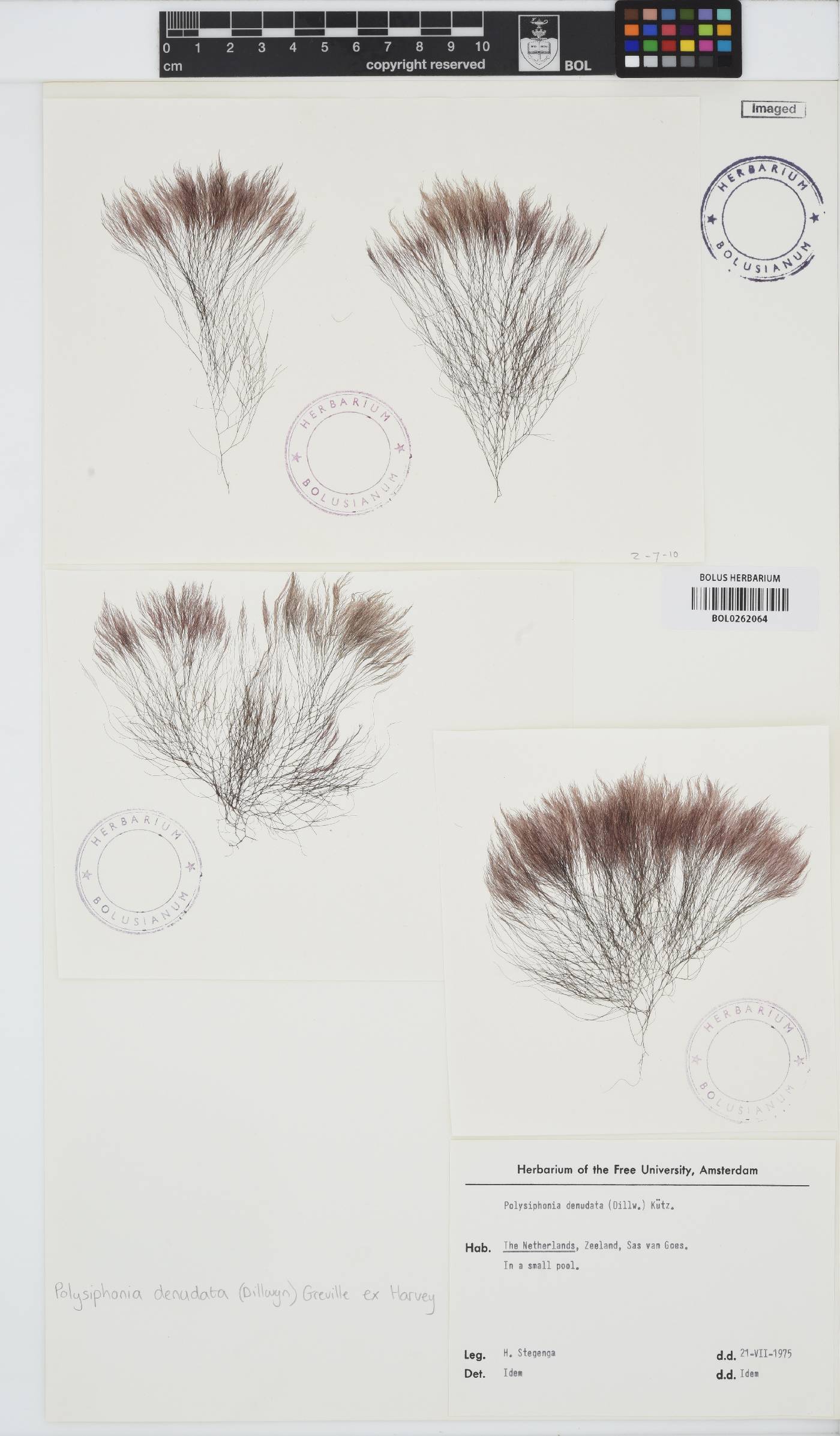 Carradoriella denudata image