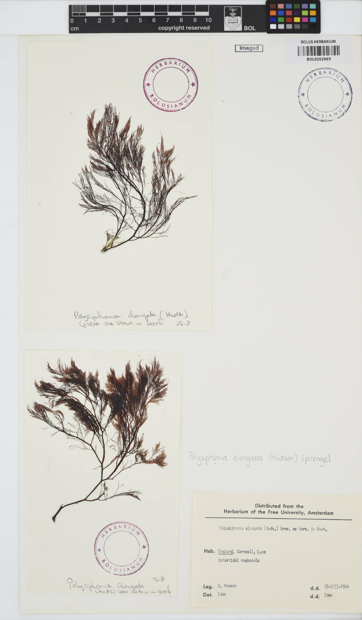 Carradoriella elongata image