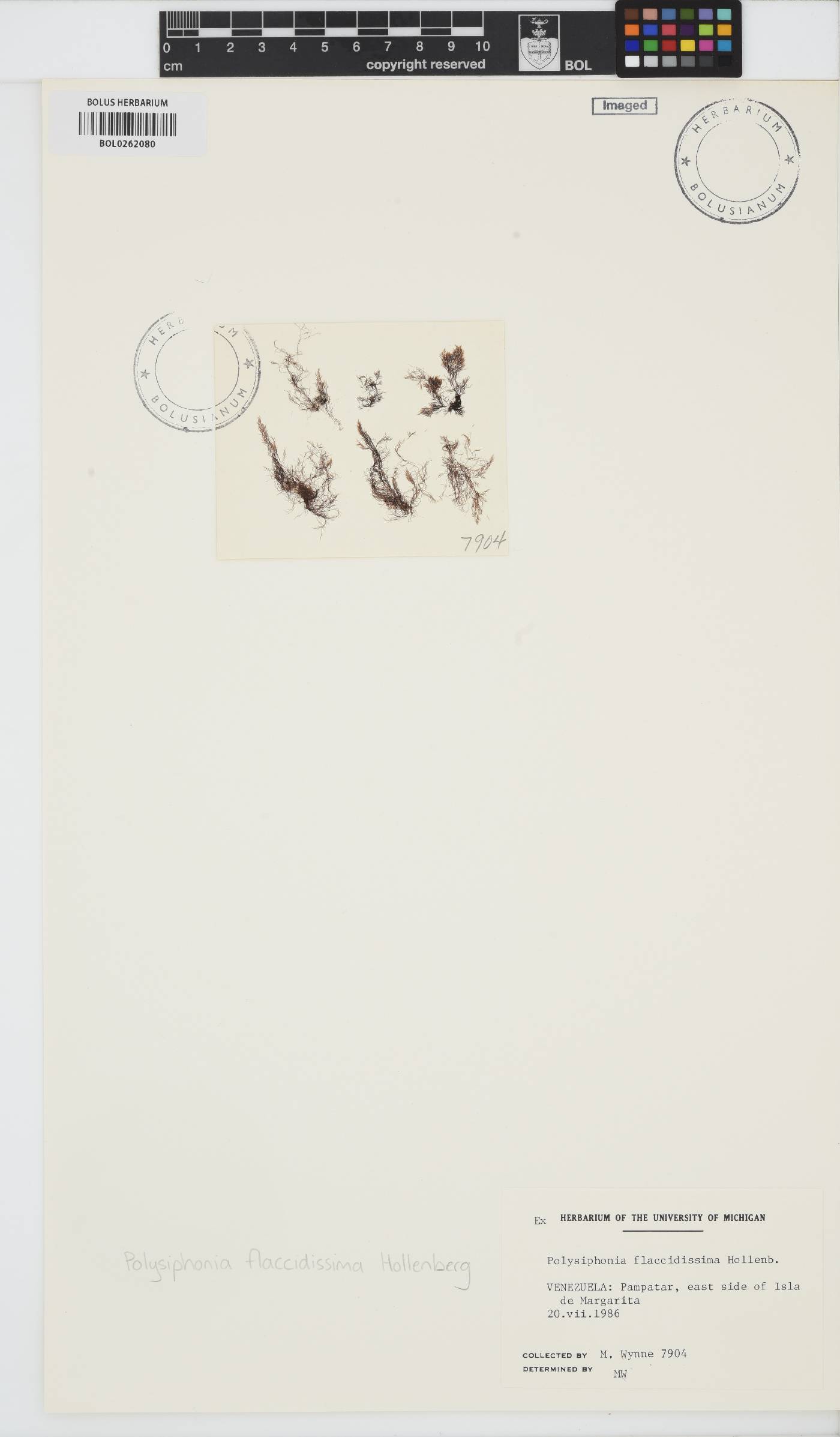 Polysiphonia sertularioides image