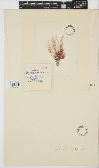 Polysiphonia stricta image