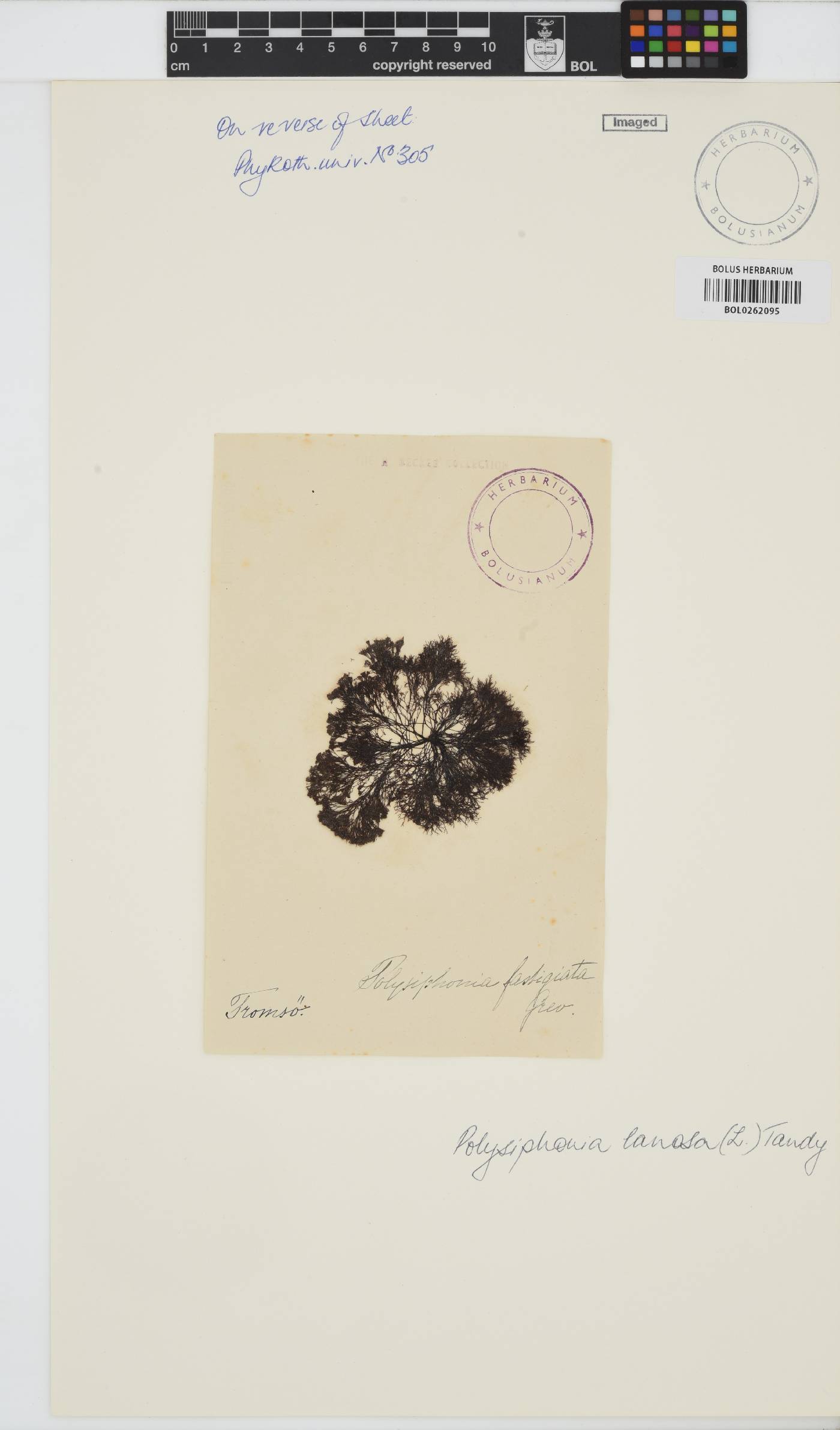 Vertebrata lanosa image