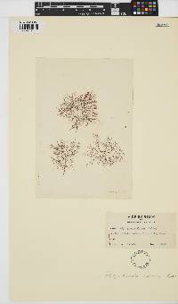 Melanothamnus harveyi image