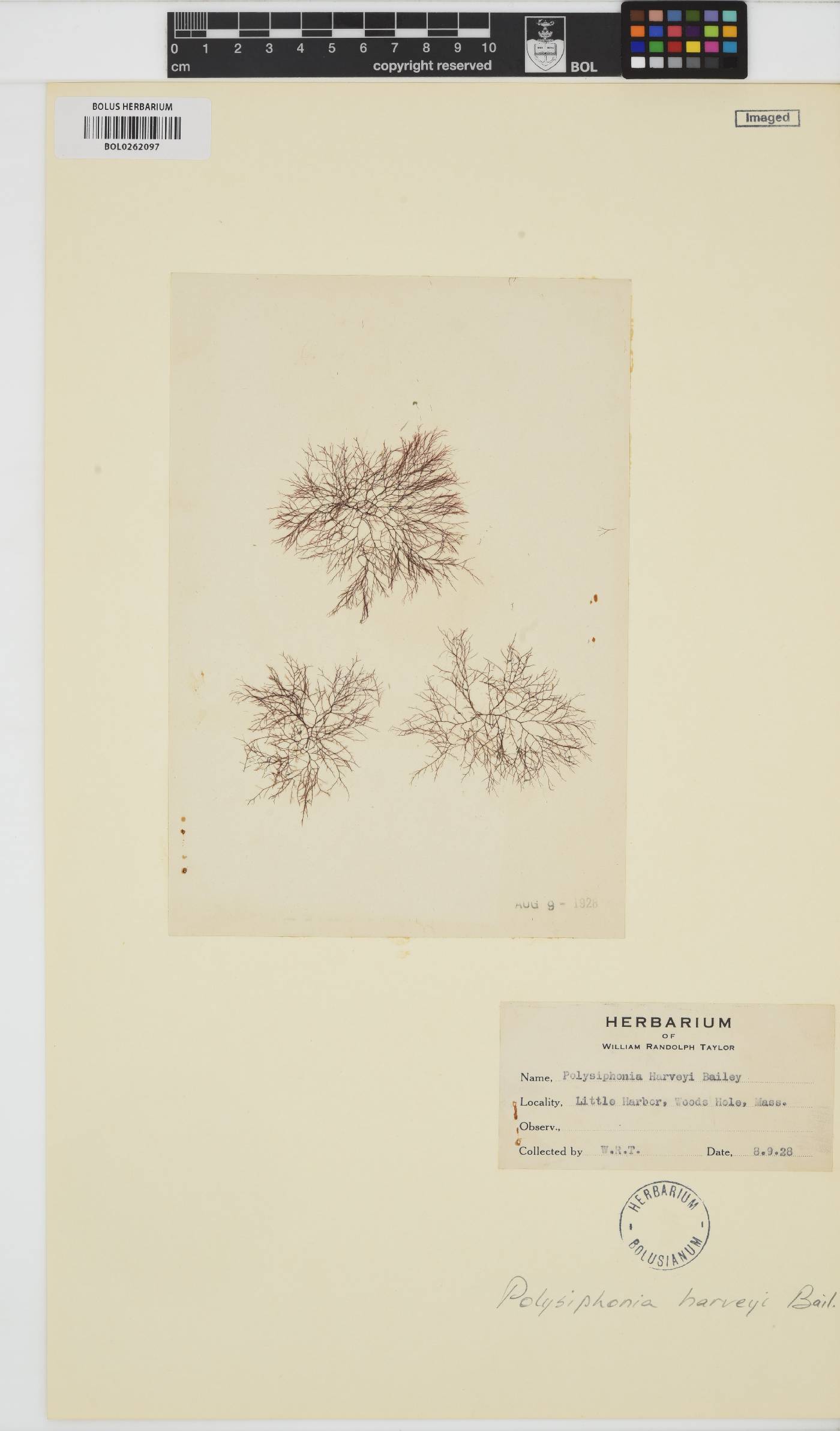 Melanothamnus harveyi image