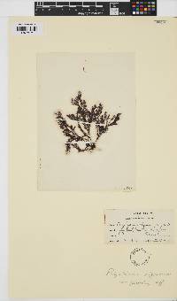 Vertebrata fucoides image