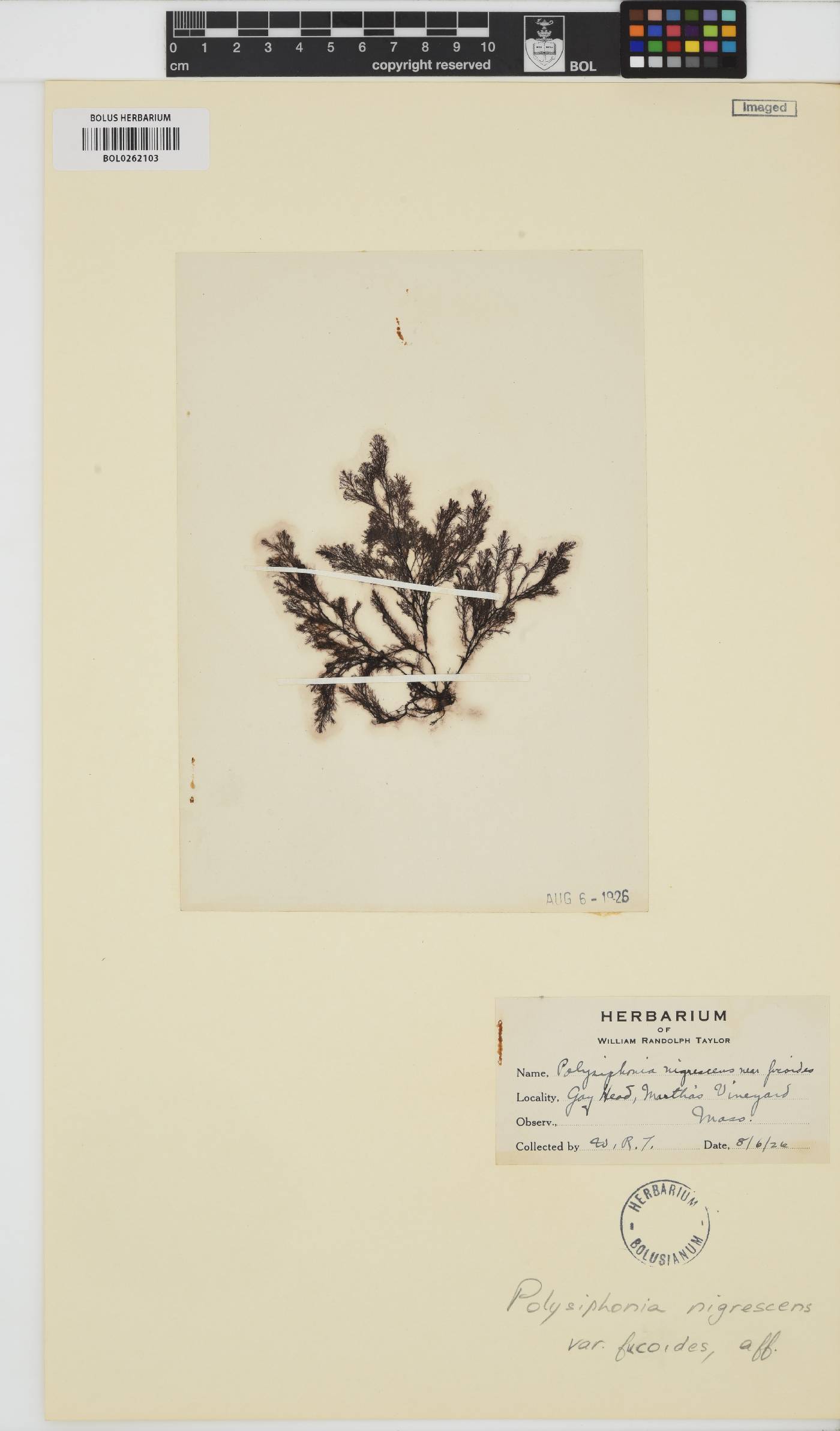 Vertebrata fucoides image