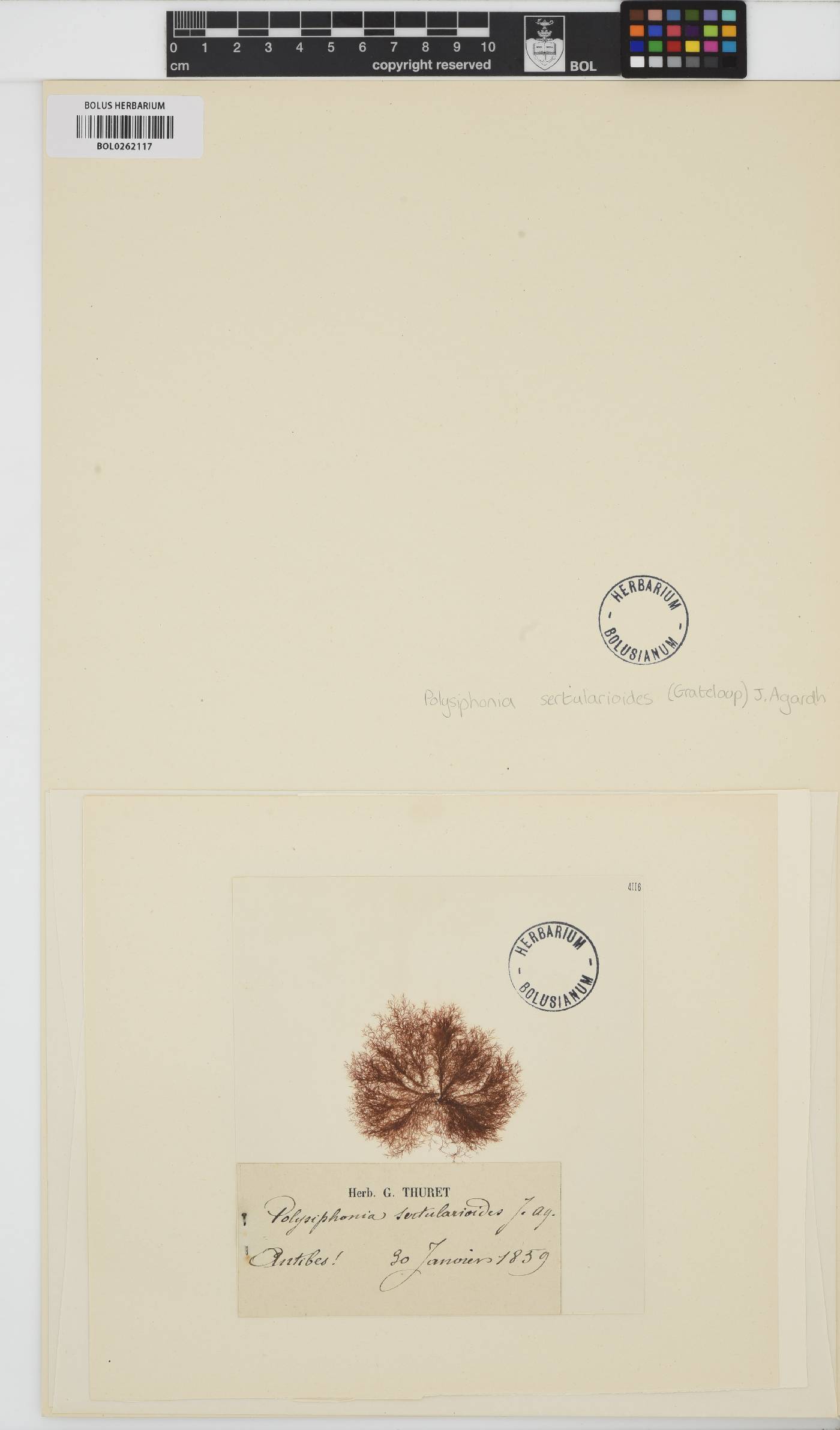 Polysiphonia sertularioides image