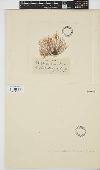 Polysiphonia stricta image