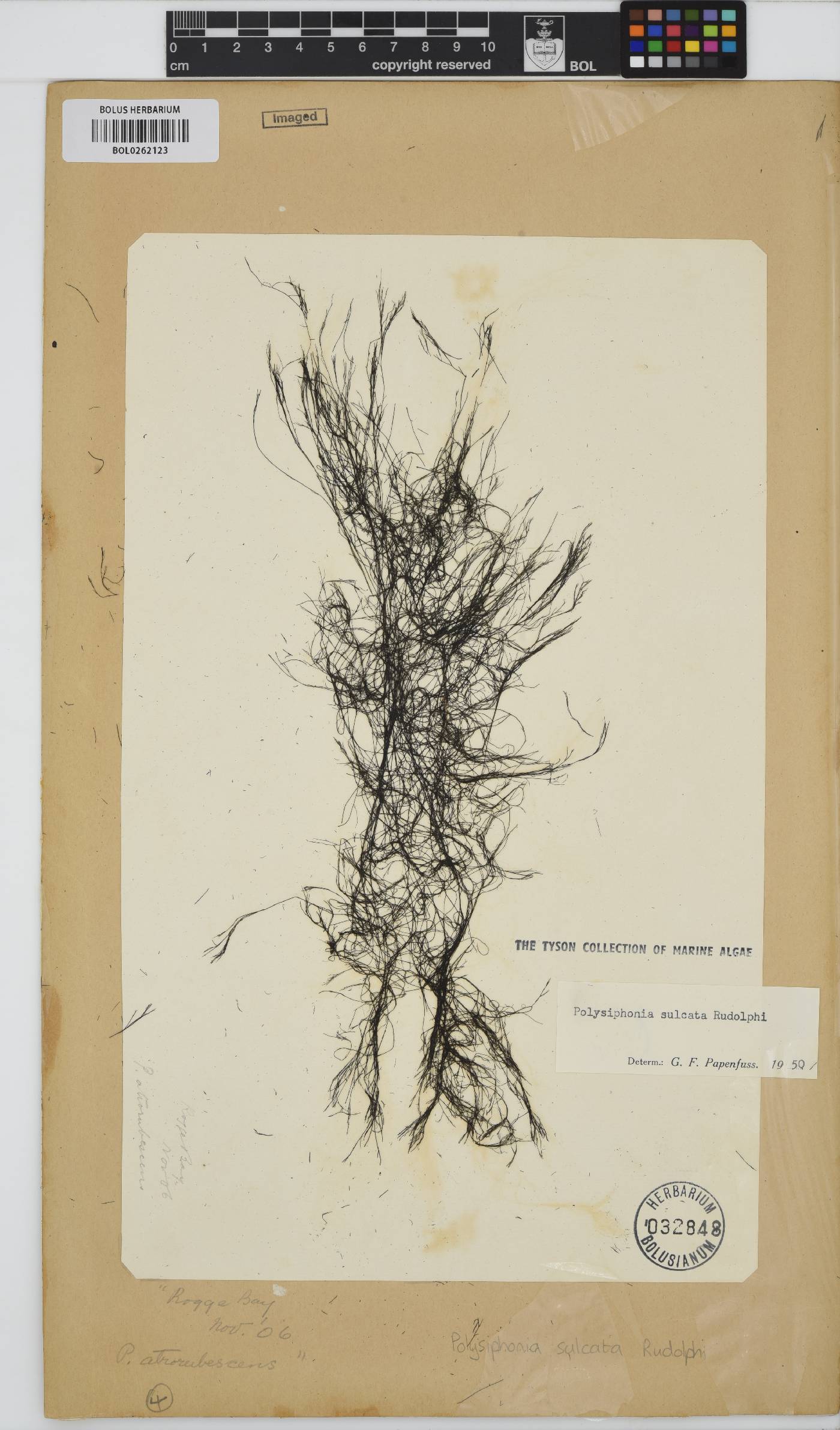 Polysiphonia sulcata image
