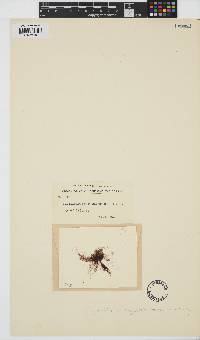 Image of Melanothamnus tongatensis