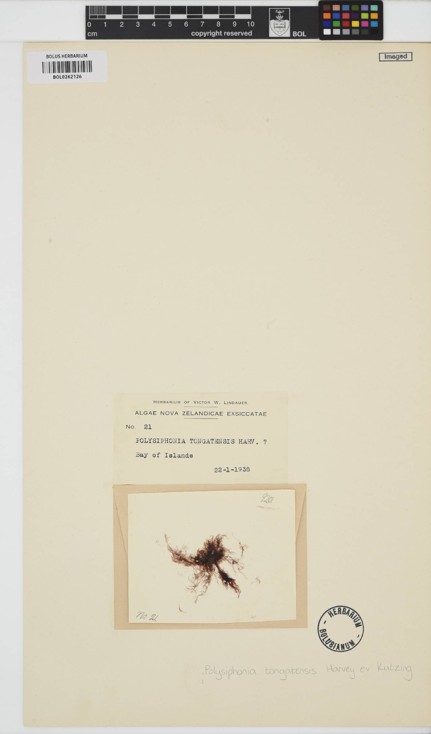 Melanothamnus tongatensis image
