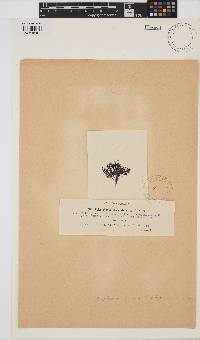 Polysiphonia stricta image