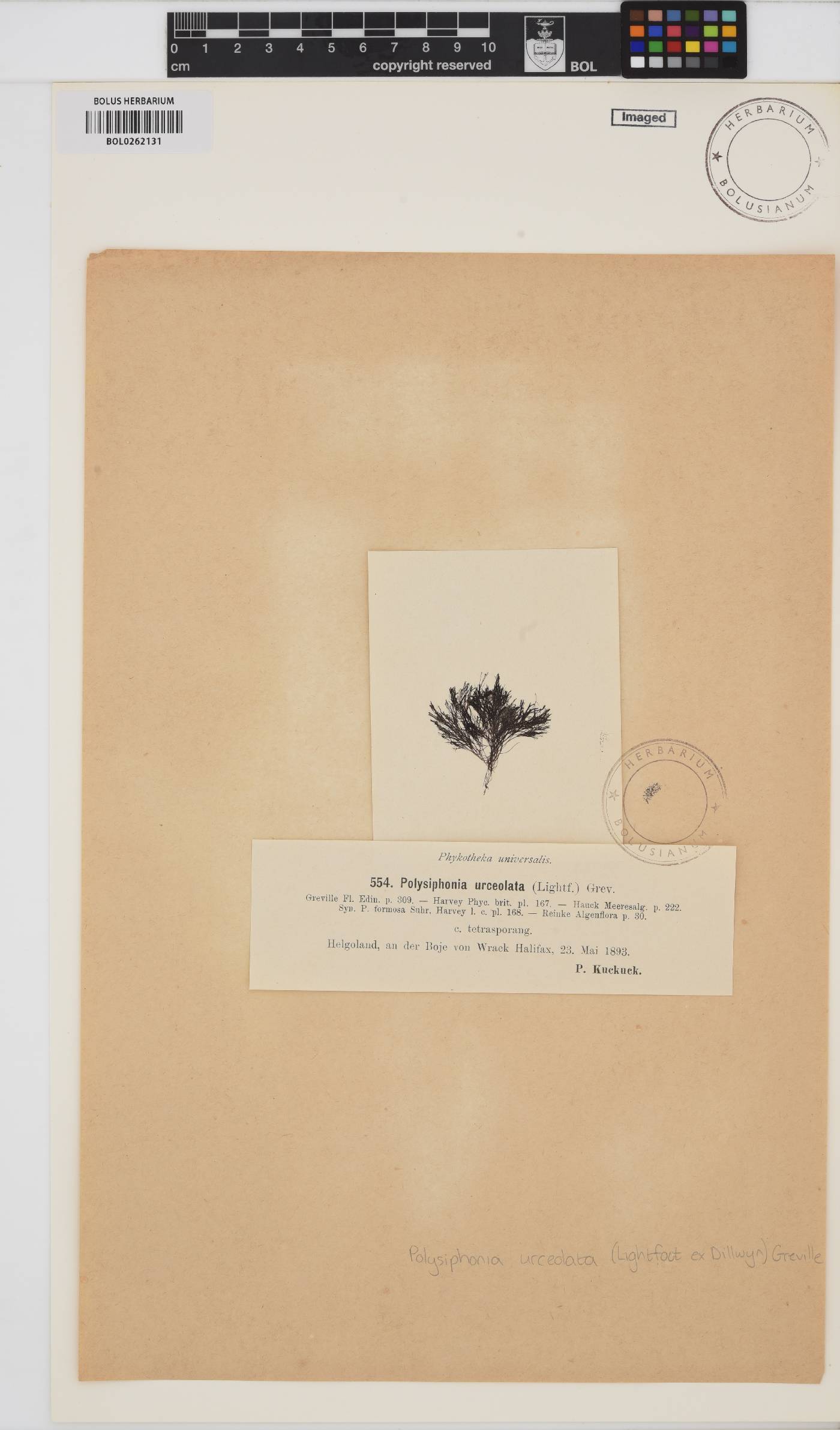 Polysiphonia stricta image