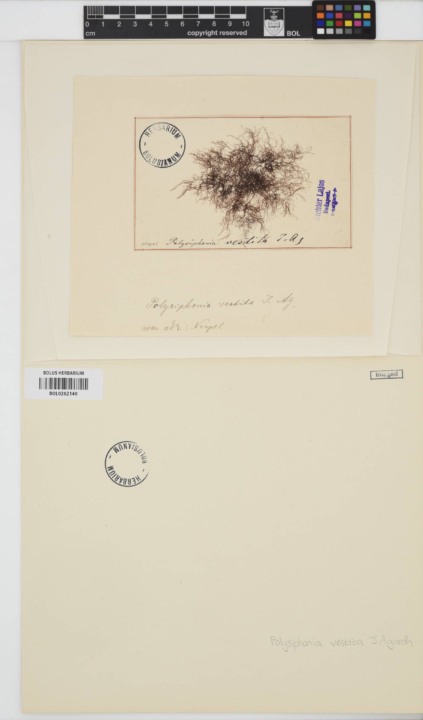 Polysiphonia arachnoidea image