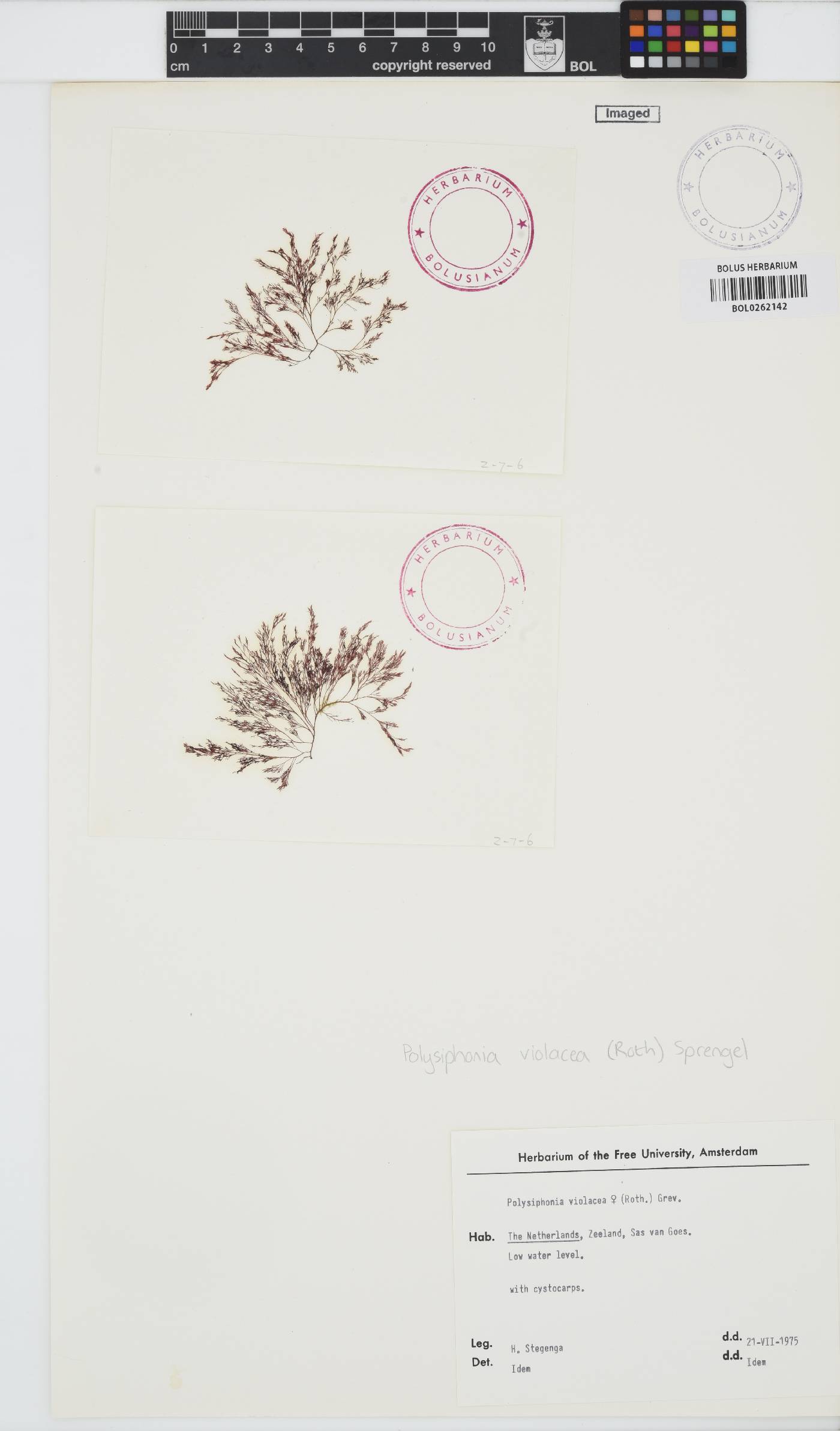 Vertebrata fucoides image