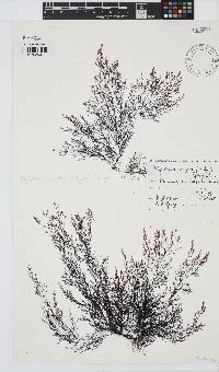 Carradoriella virgata image
