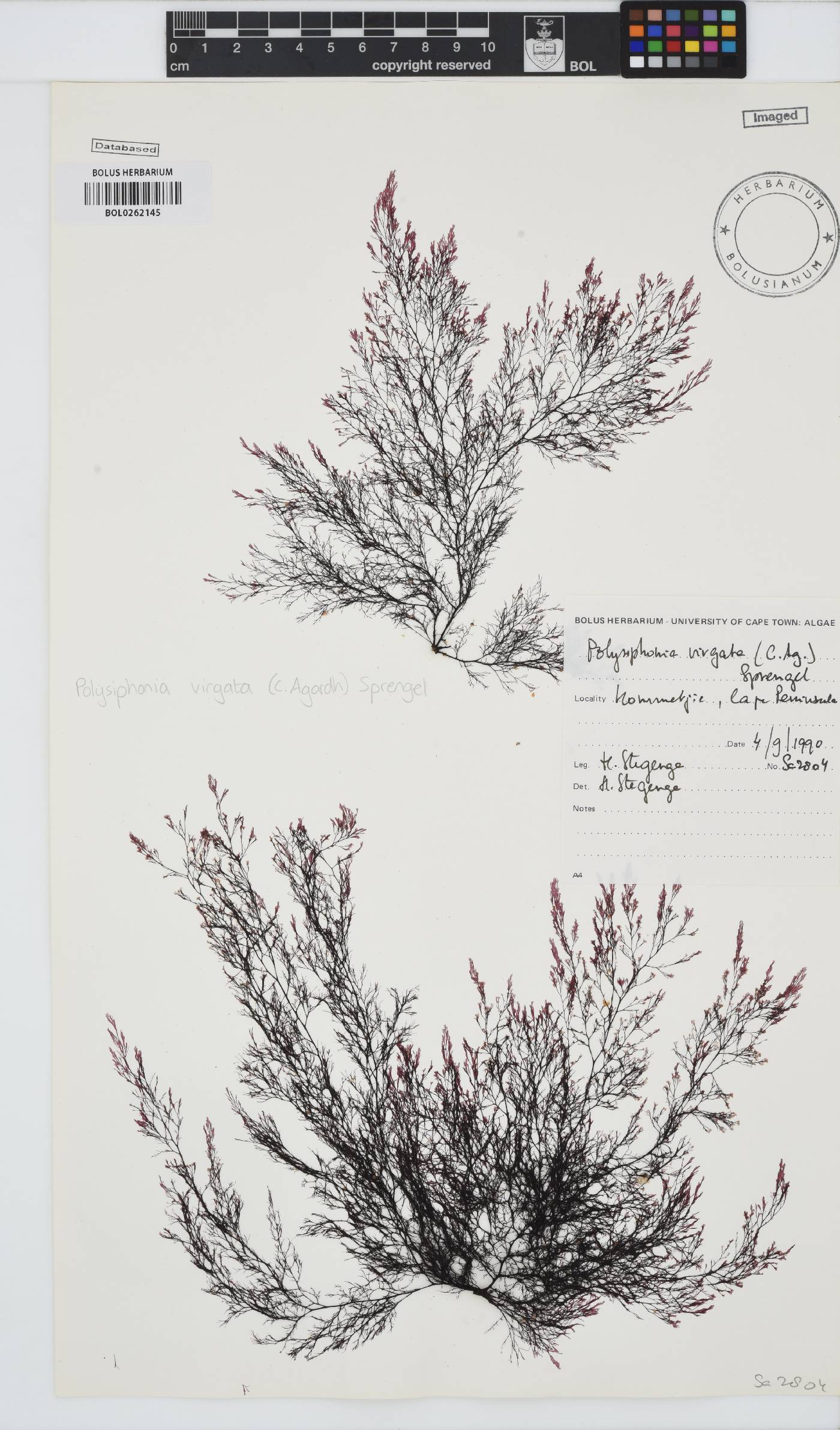 Carradoriella virgata image