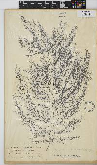 Carradoriella virgata image