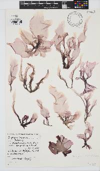 Porphyra capensis image