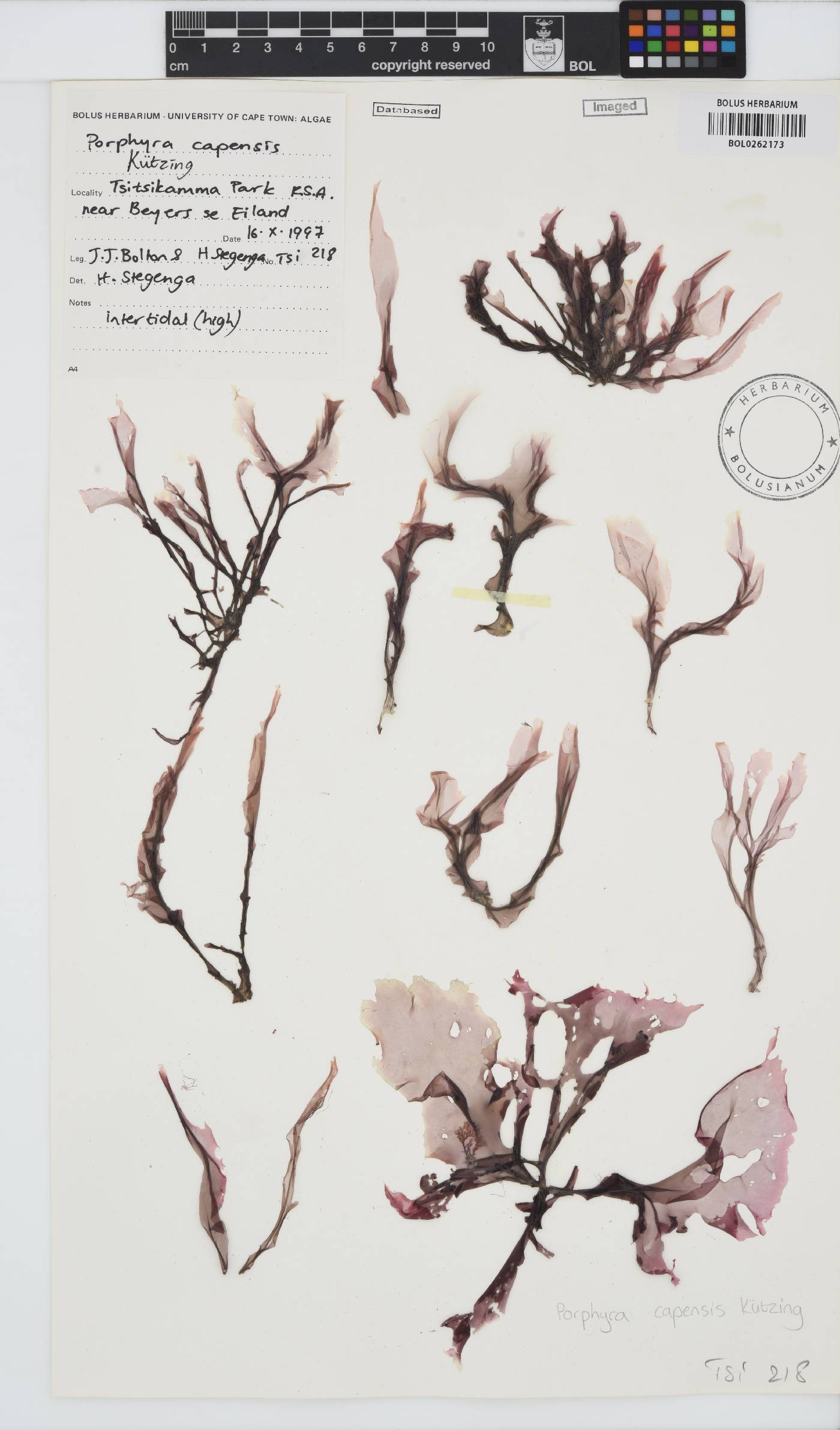Porphyra capensis image
