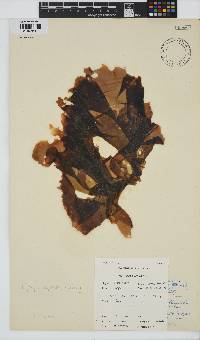 Porphyra capensis image