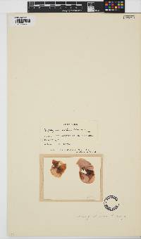Pyropia columbina image