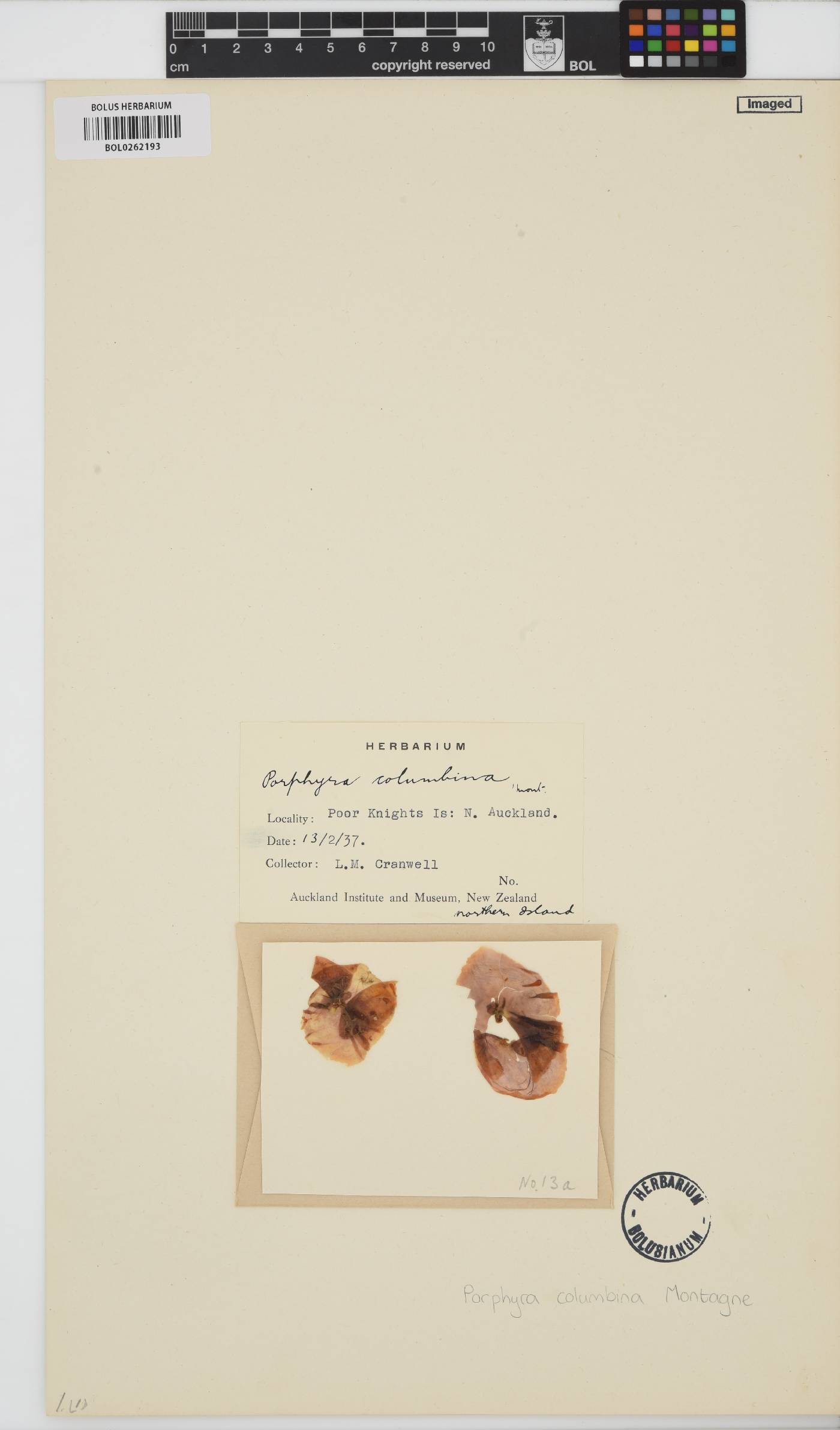 Pyropia columbina image