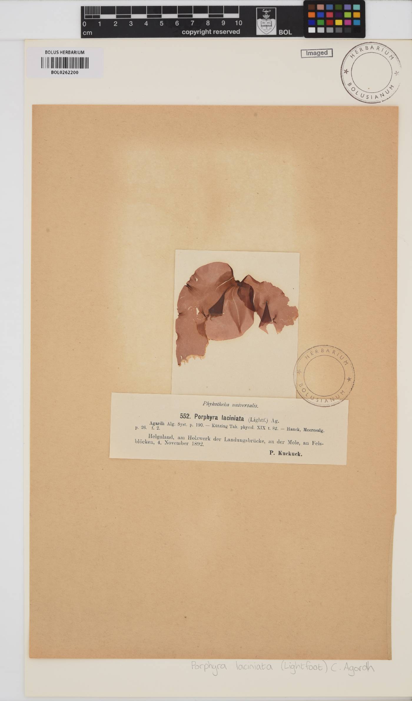 Erythroglossum image