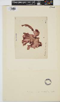 Erythroglossum laciniatum image