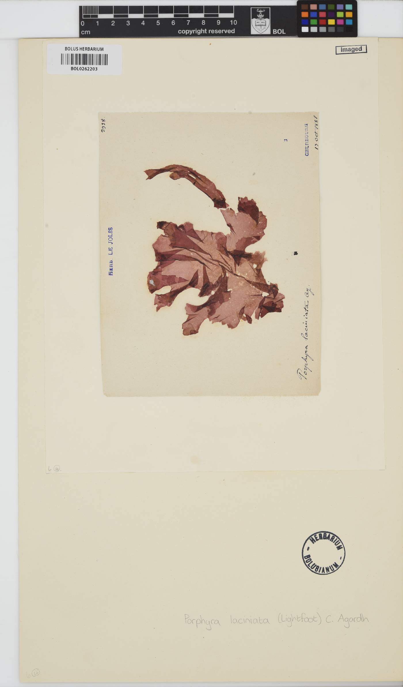 Erythroglossum laciniatum image