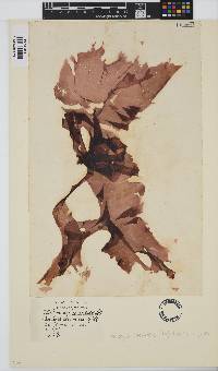 Erythroglossum laciniatum image
