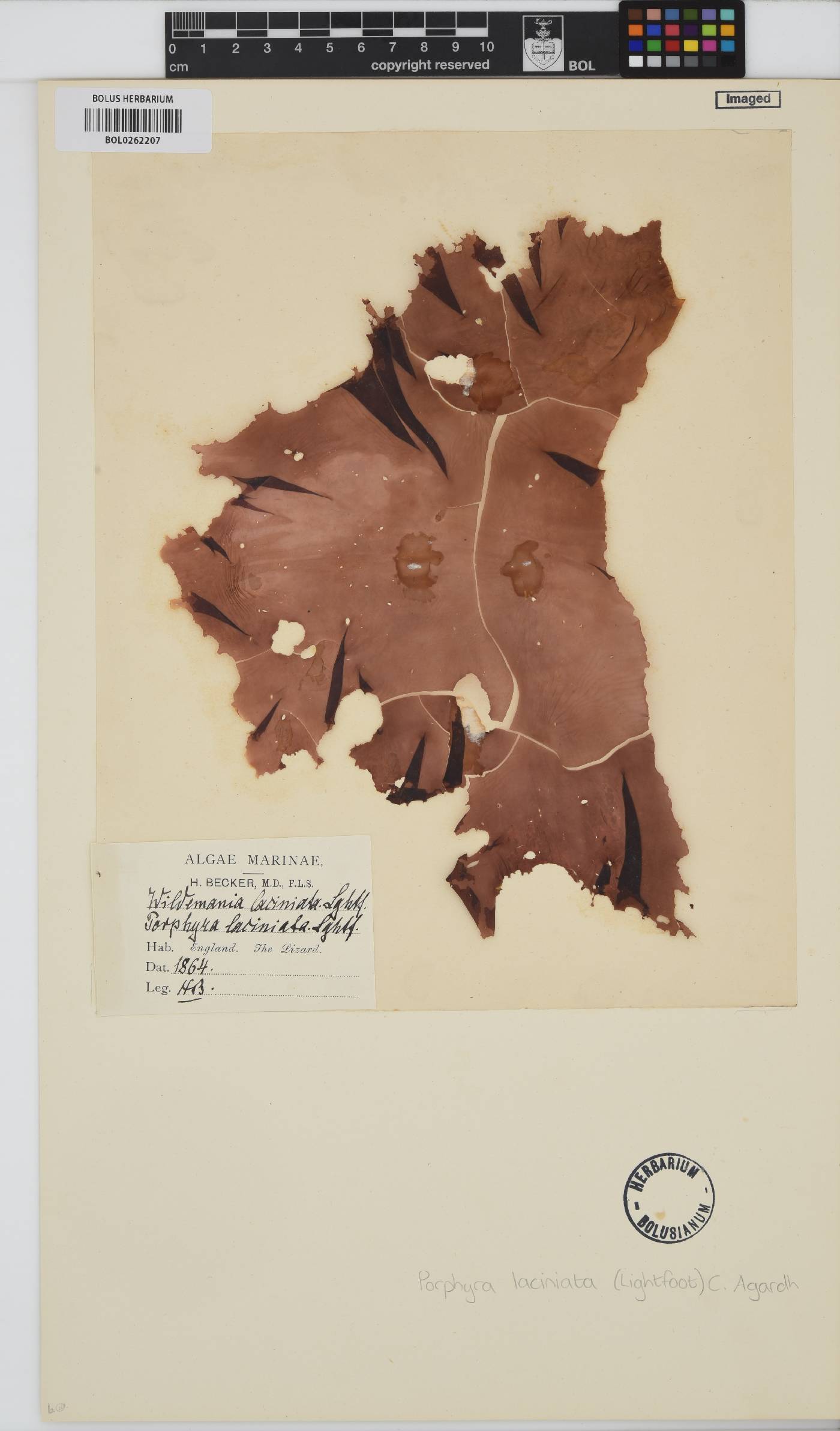 Erythroglossum laciniatum image