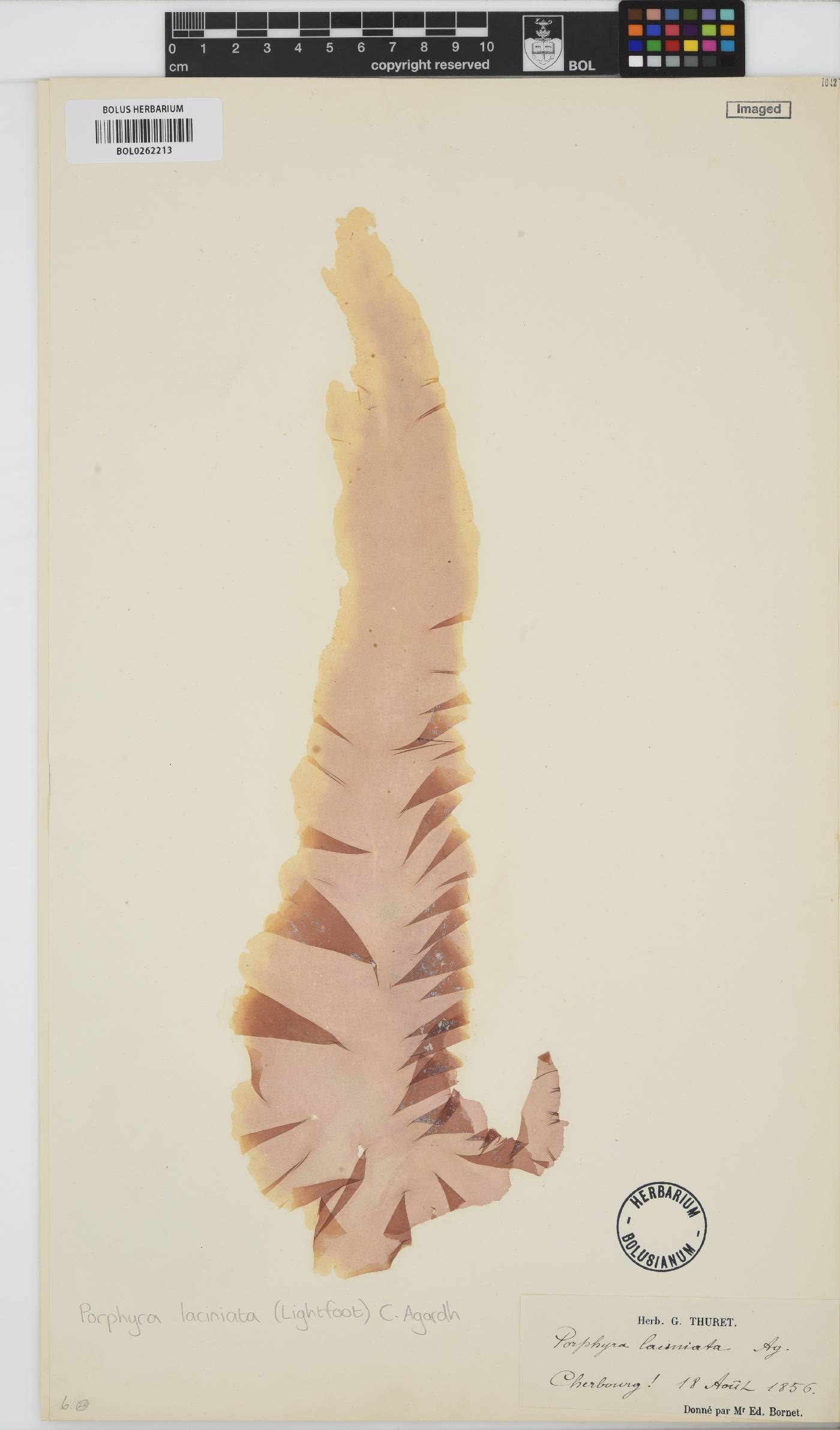 Erythroglossum laciniatum image