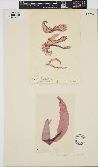 Pyropia leucosticta image