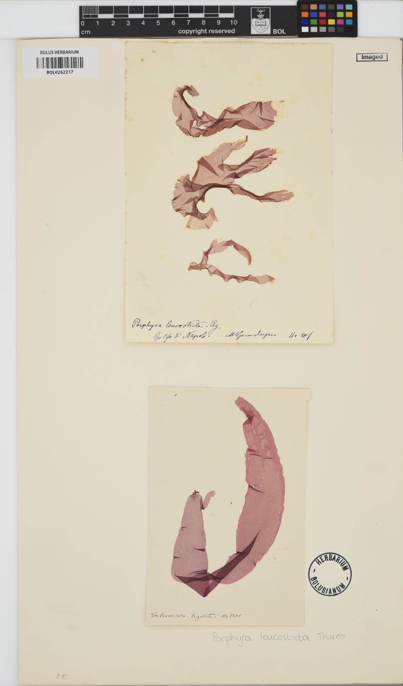 Pyropia leucosticta image