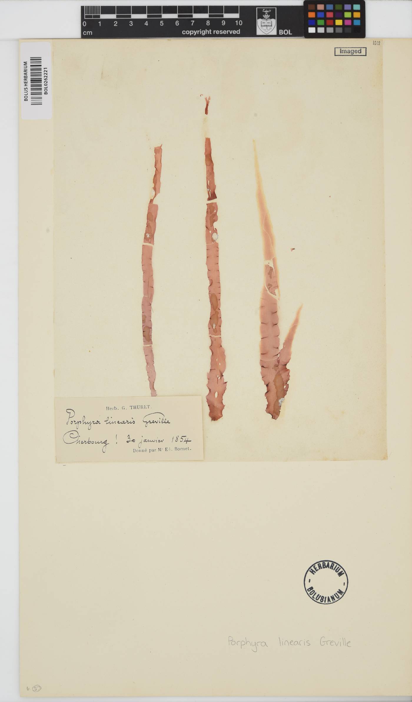 Porphyra linearis image