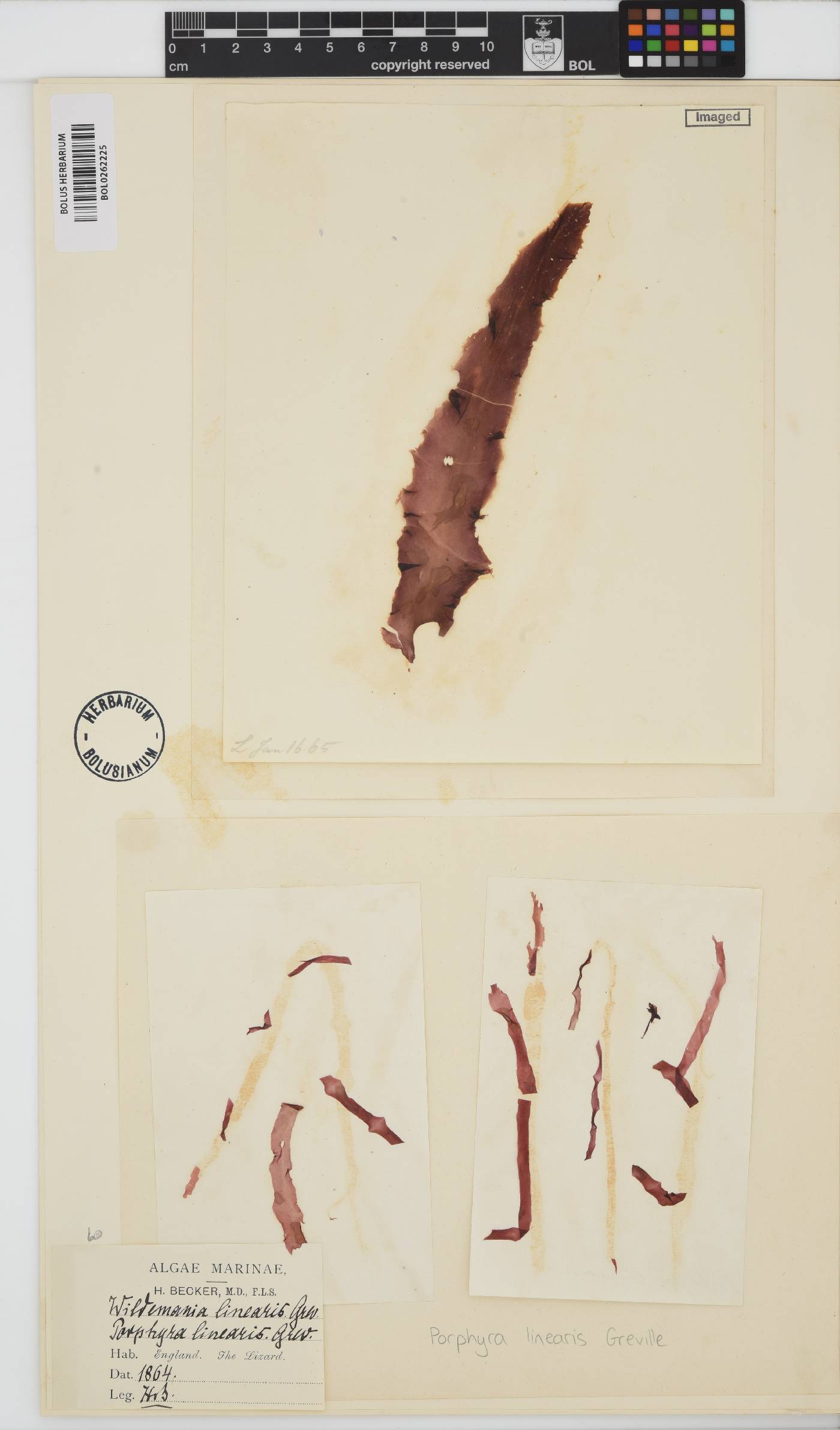 Porphyra linearis image