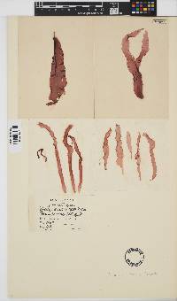 Porphyra linearis image