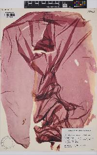 Image of Pyropia nereocystis