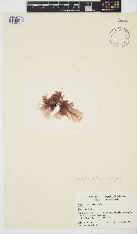 Image of Pyropia perforata