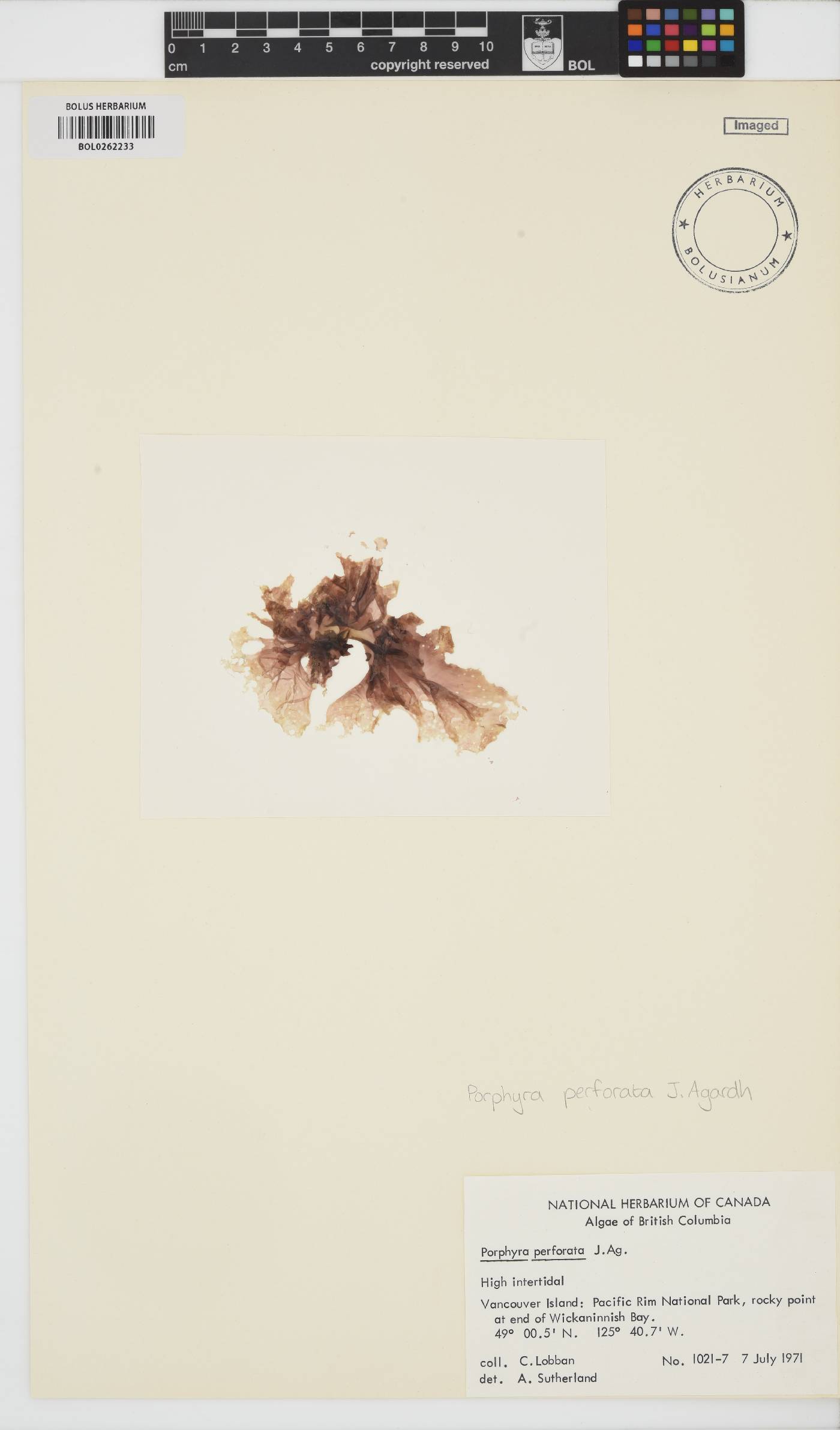Pyropia perforata image