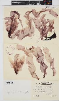 Porphyra purpurea image